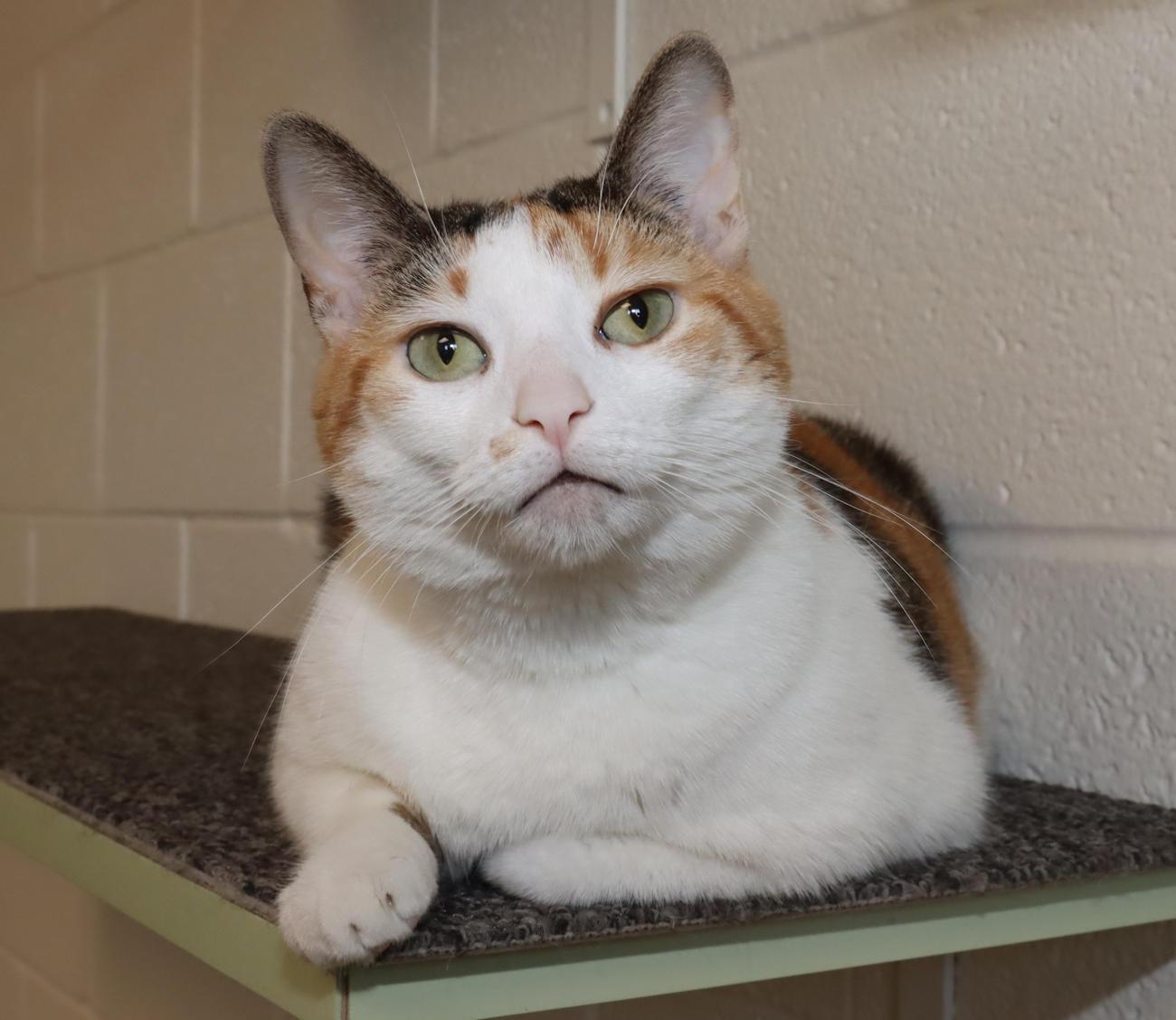 Trixie, an adoptable Calico in Euclid, OH image 1/5
