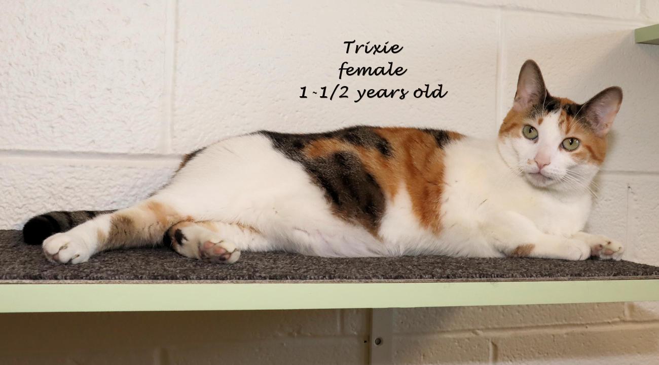 Trixie, an adoptable Calico in Euclid, OH image 2/5