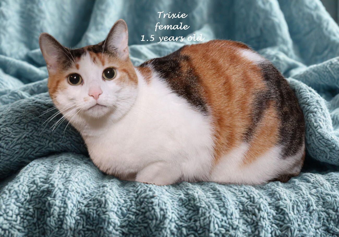 Enlarge Trixie, a ADOPTABLE Calico in Euclid, OH image 2/6