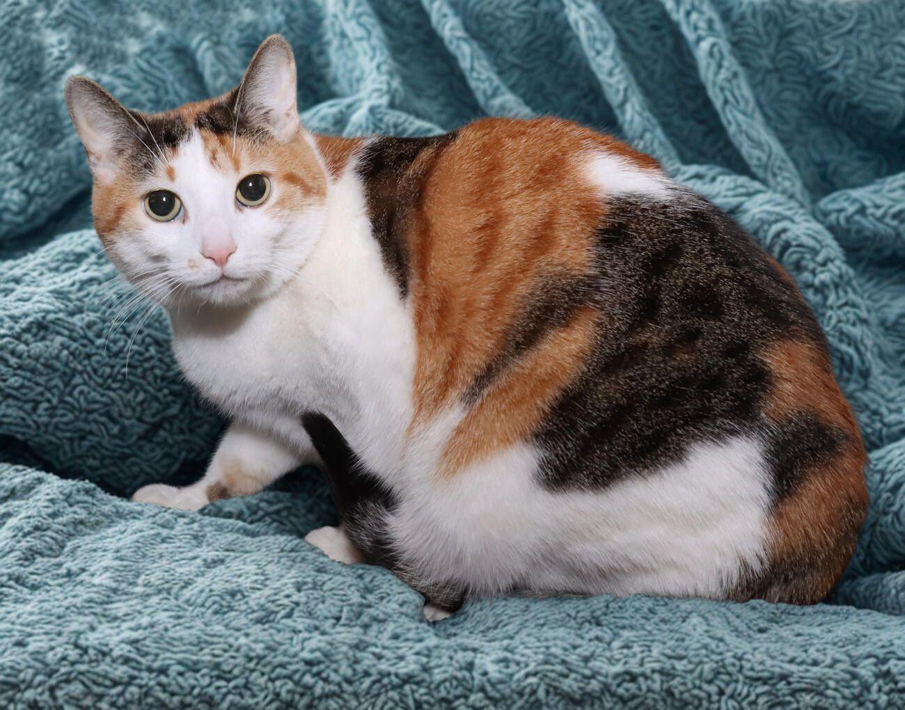 Enlarge Trixie, a ADOPTABLE Calico in Euclid, OH image 6/6