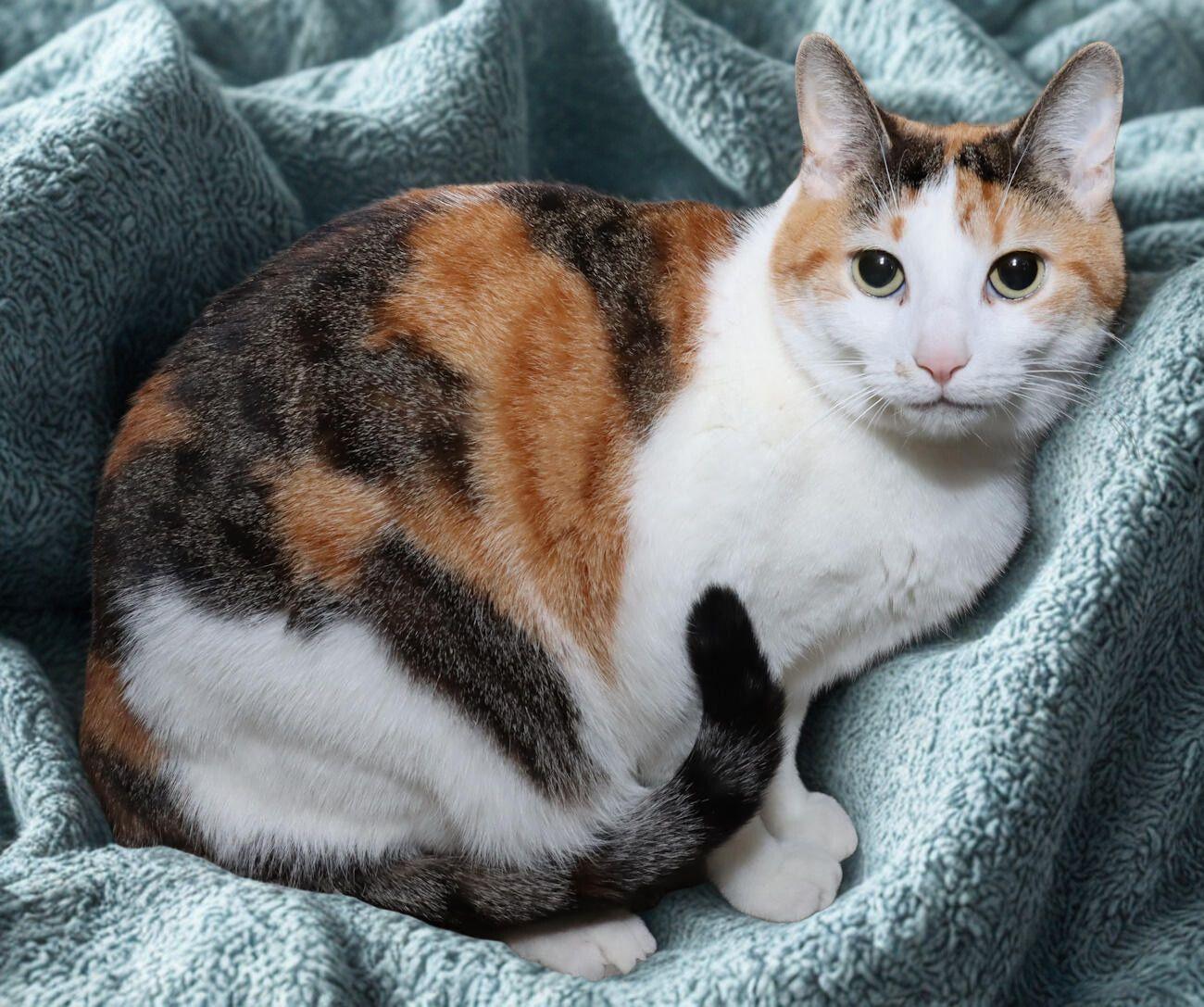 Enlarge Trixie, a ADOPTABLE Calico in Euclid, OH image 5/6