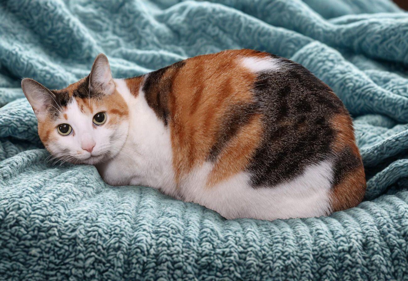 Enlarge Trixie, a ADOPTABLE Calico in Euclid, OH image 4/6