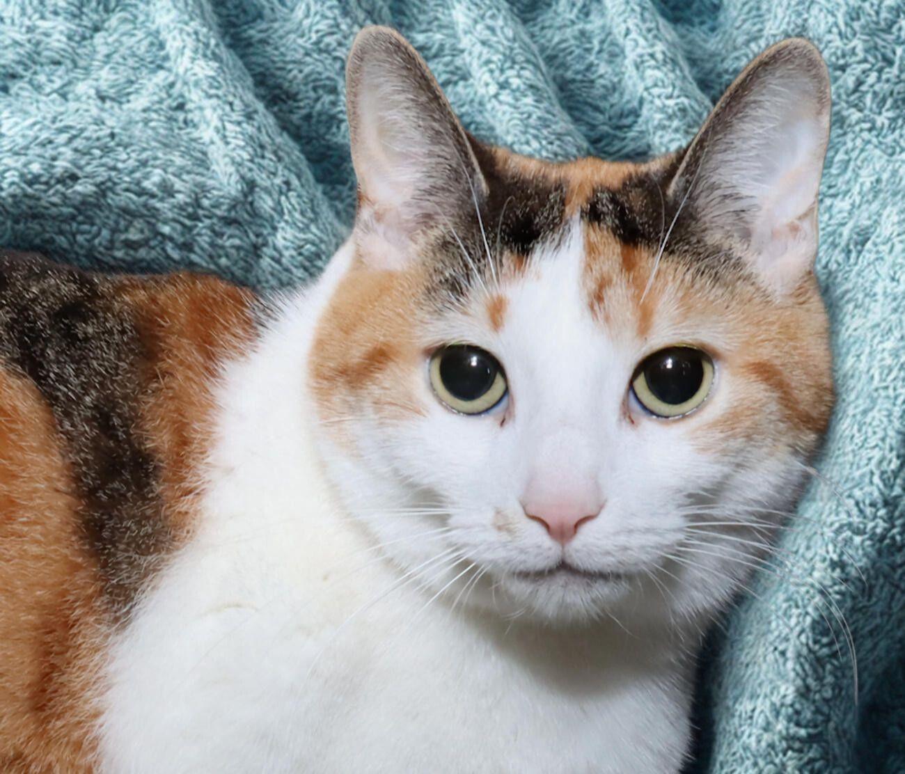Enlarge Trixie, a ADOPTABLE Calico in Euclid, OH image 1/6