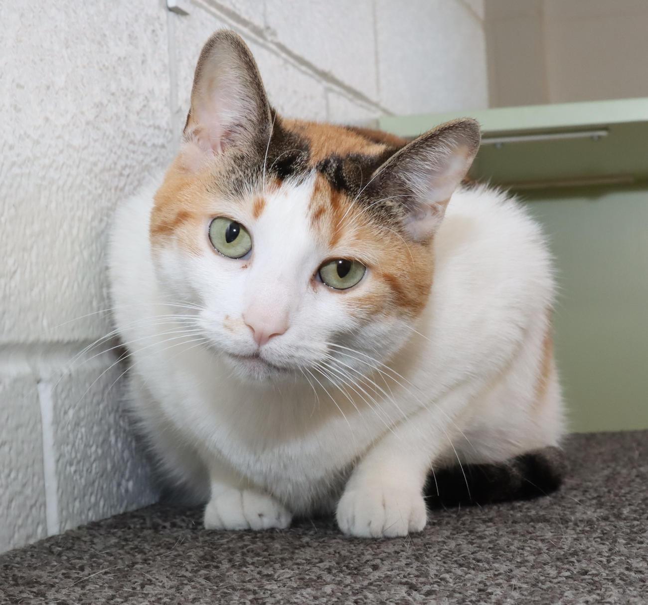 Trixie, an adoptable Calico in Euclid, OH image 4/5