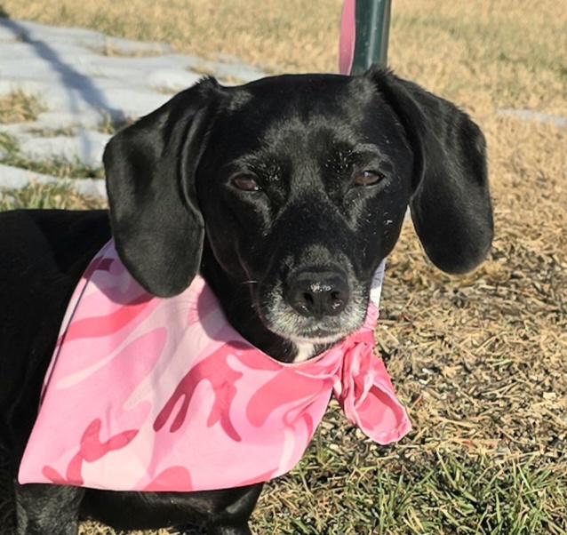 Enlarge Little Girl, a ADOPTABLE mixed breed in Terre Haute, IN image 5/5