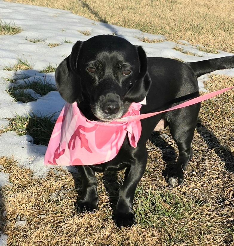 Enlarge Little Girl, a ADOPTABLE mixed breed in Terre Haute, IN image 4/5