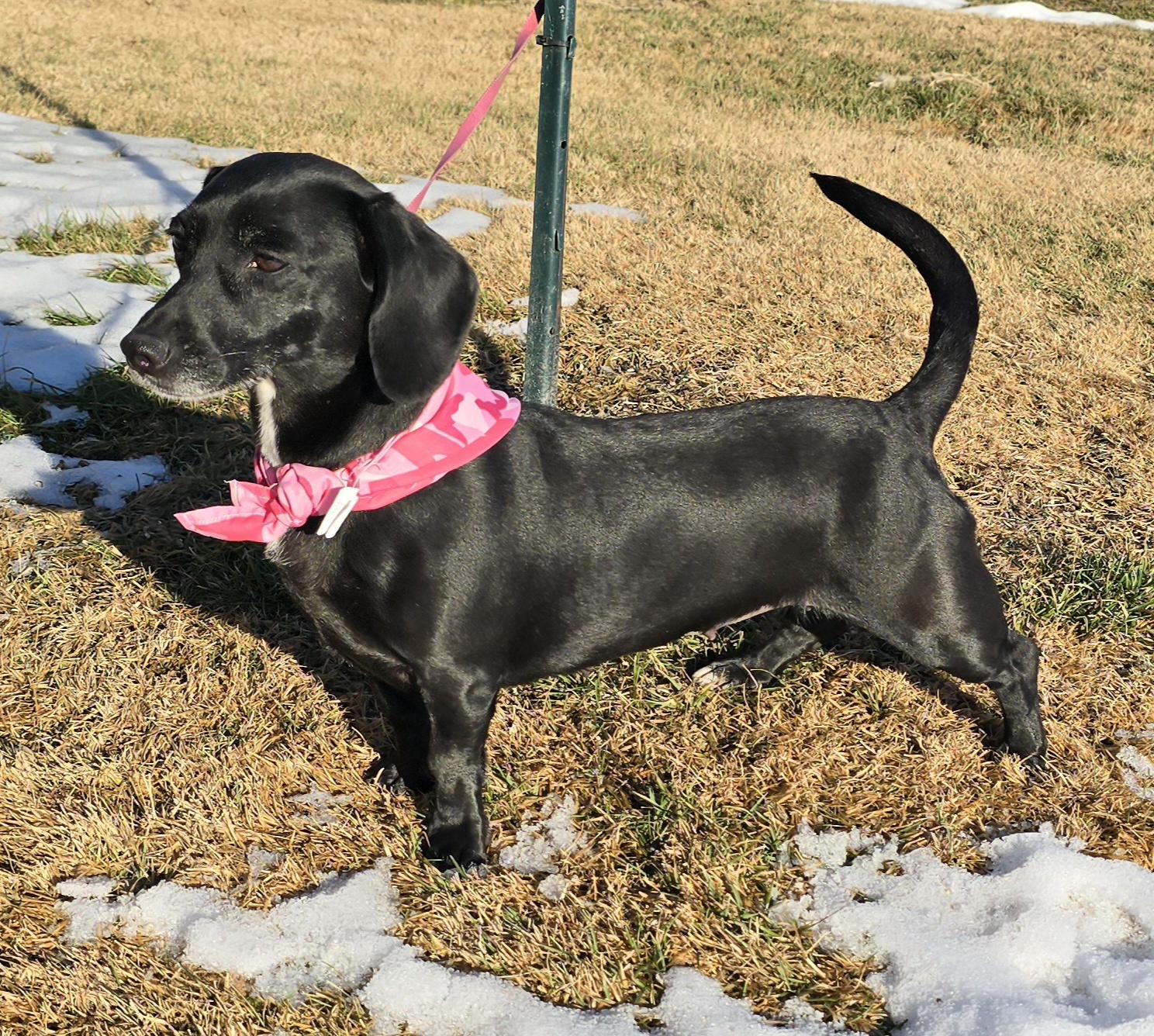 Enlarge Little Girl, a ADOPTABLE mixed breed in Terre Haute, IN image 1/5