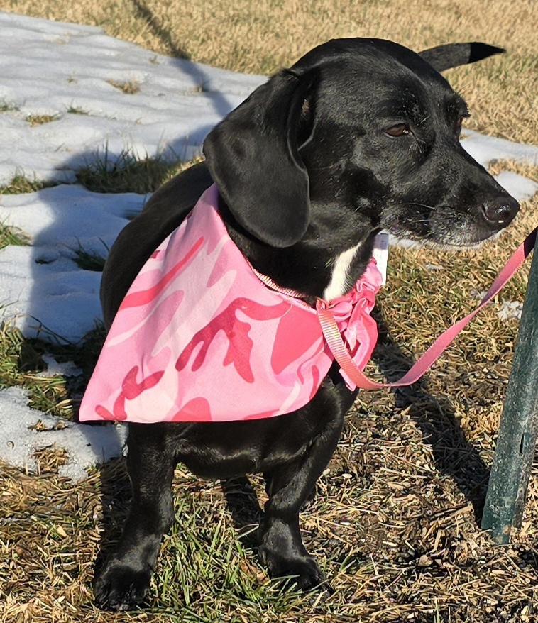 Enlarge Little Girl, a ADOPTABLE mixed breed in Terre Haute, IN image 2/5