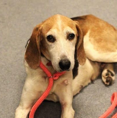 26-01531 GOLDIE, Adopted, Senior Female Hound.