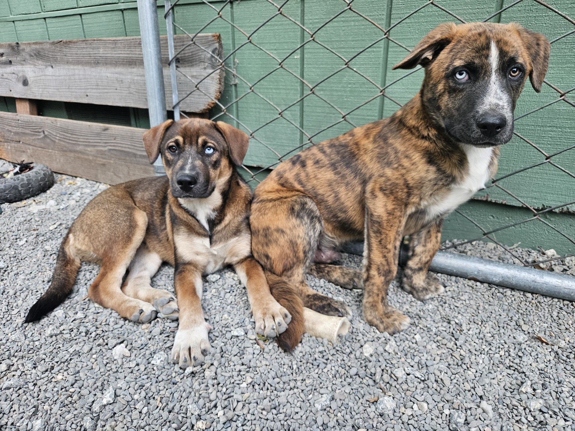 Blue, a Adopted Cattle Dog in San Jose, CA image 5/6