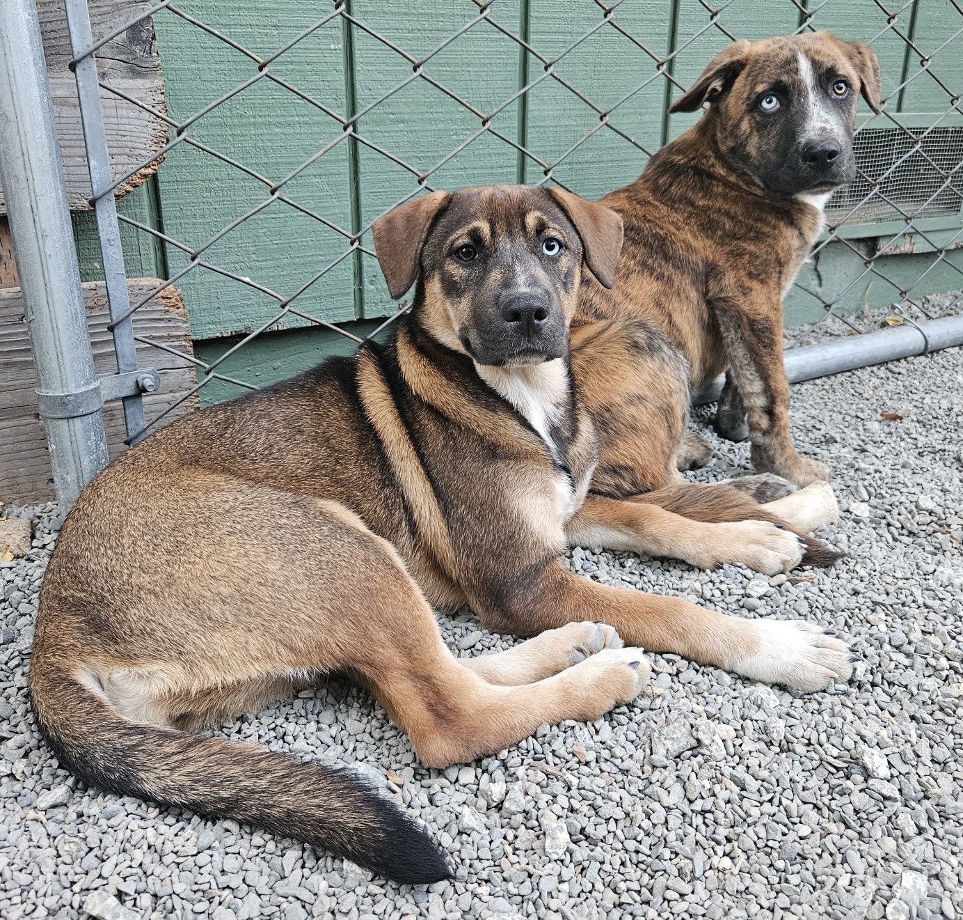 Blue, a Adopted Cattle Dog in San Jose, CA image 6/6
