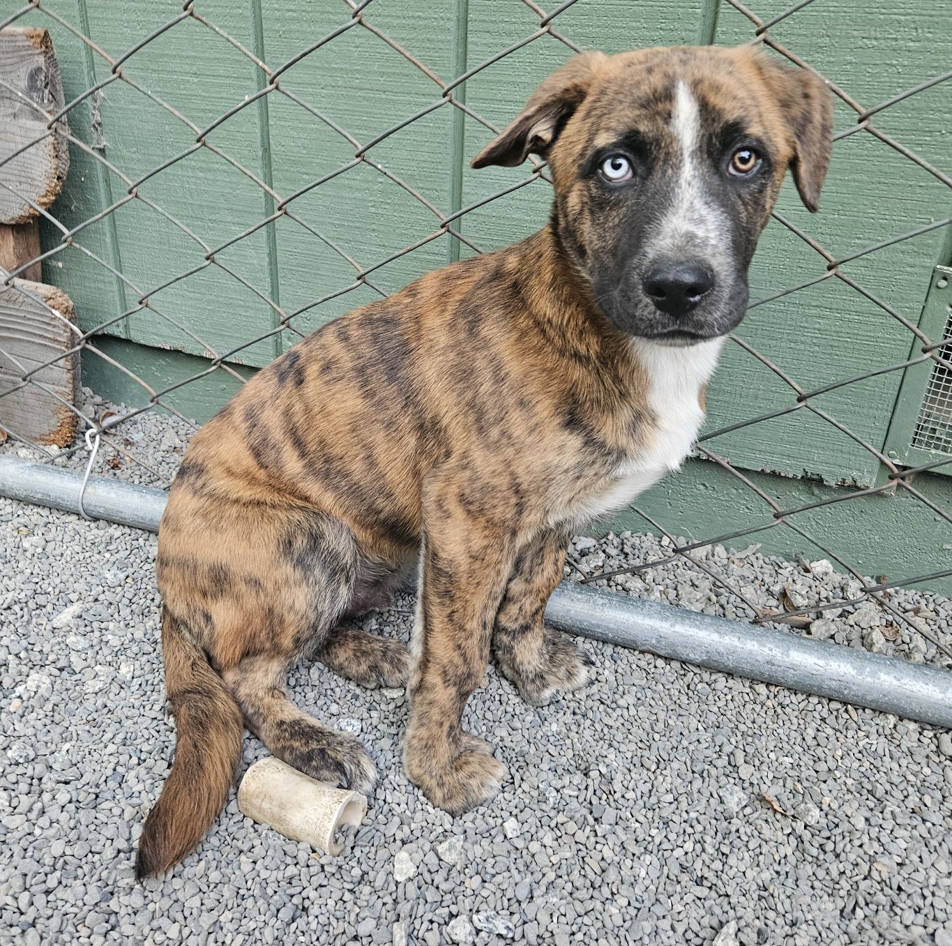 Blue, Adopted, Puppy Male Cattle Dog.