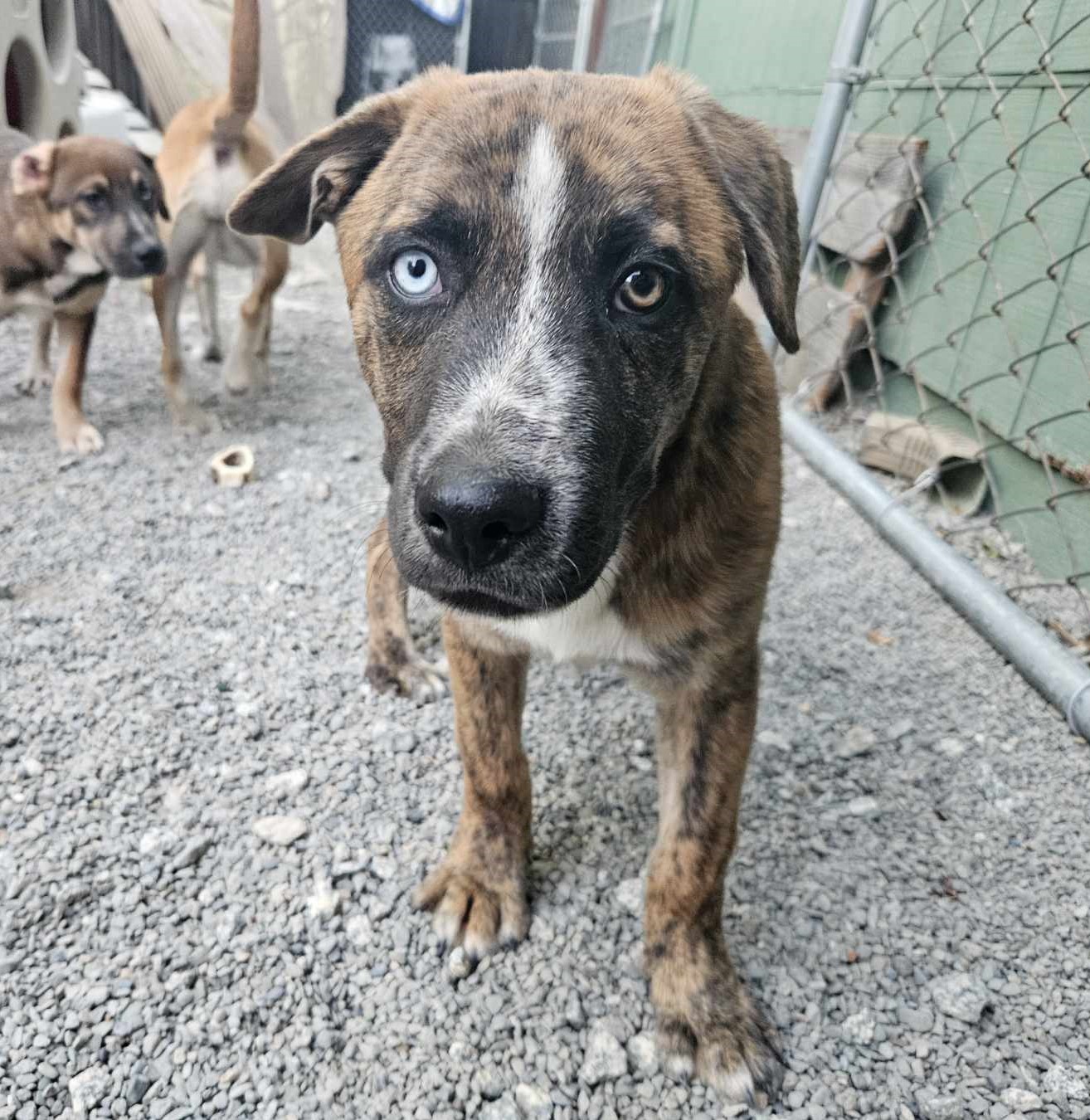 Blue, a Adopted Cattle Dog in San Jose, CA image 2/6