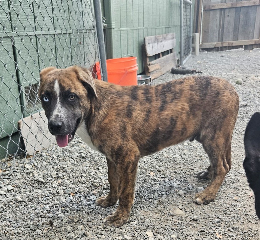 Blue, a Adopted Cattle Dog in San Jose, CA image 3/6
