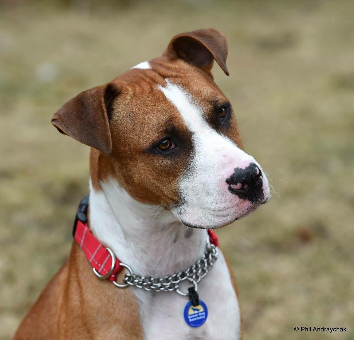 Enlarge Paulie, a Adoptable mixed breed in Westminster, MD image 4/4