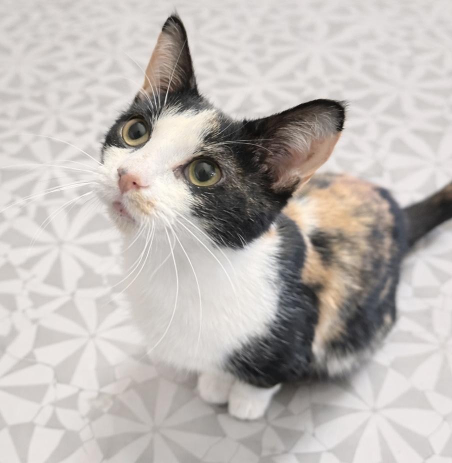 Truffle, a Adoptable Calico in Pickerington, OH image 3/6