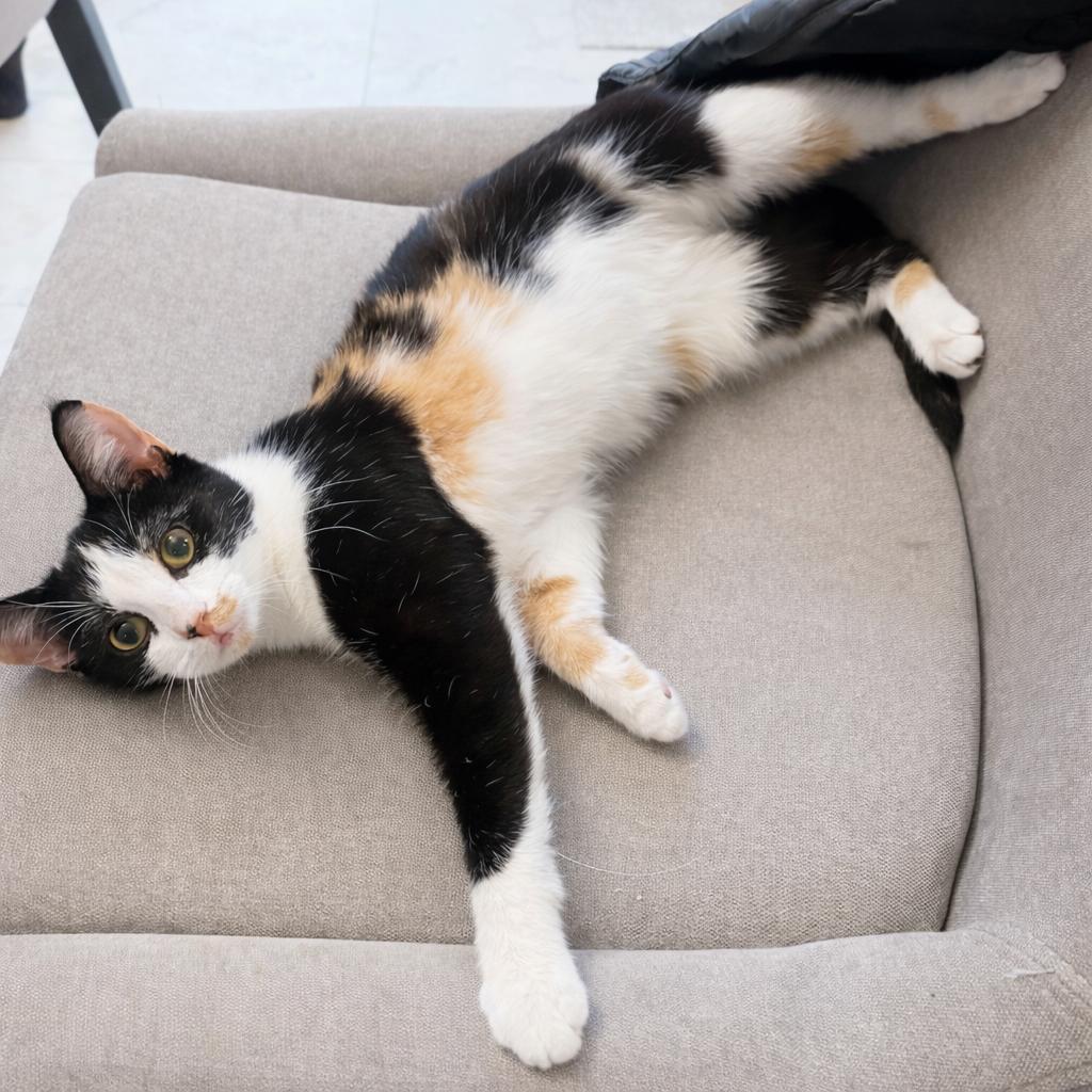 Truffle, a Adoptable Calico in Pickerington, OH image 2/6