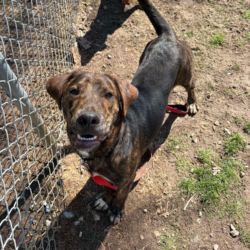 Turtle, Adoptable, Young Male Mixed Breed.