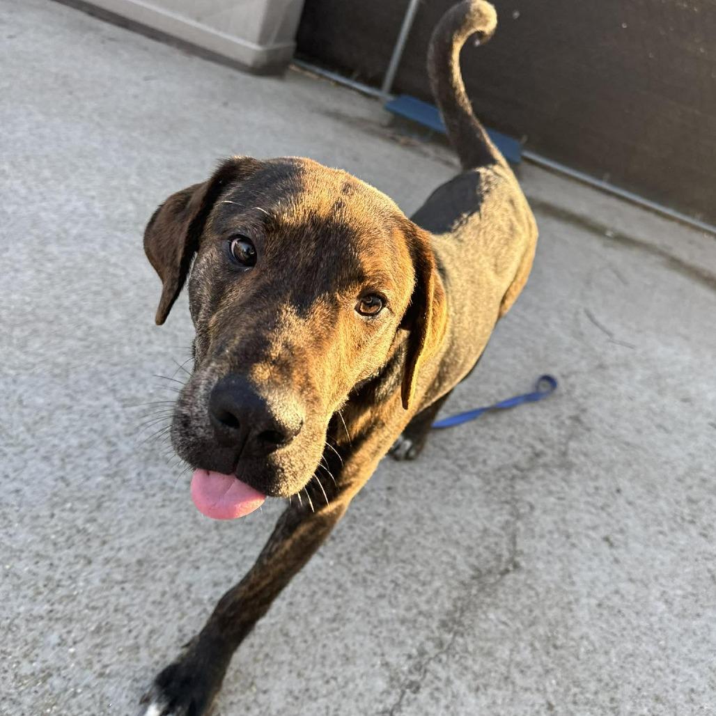 Enlarge Turtle, a Adoptable Mixed Breed in Edwardsville, IL image 3/6