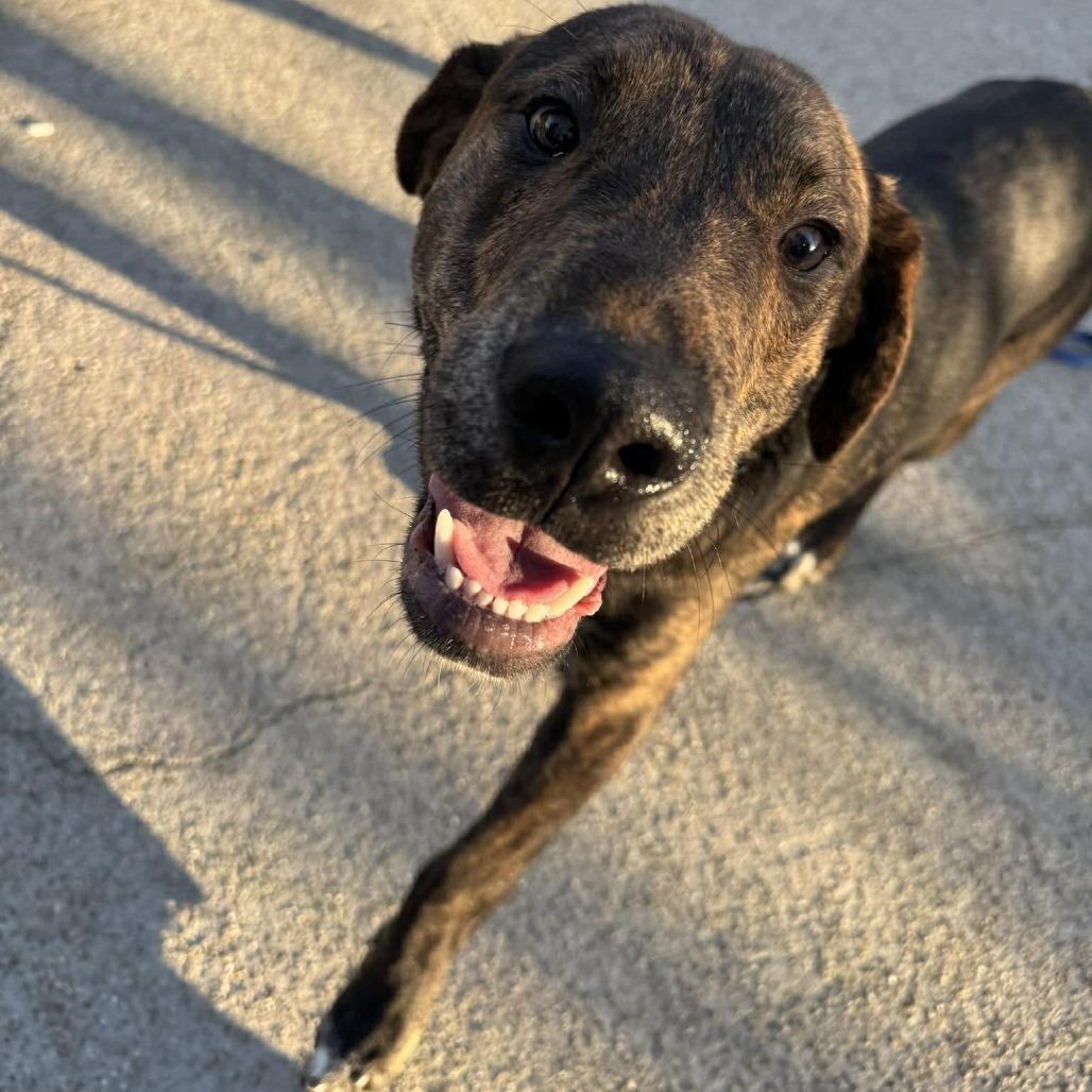 Enlarge Turtle, a Adoptable Mixed Breed in Edwardsville, IL image 4/6