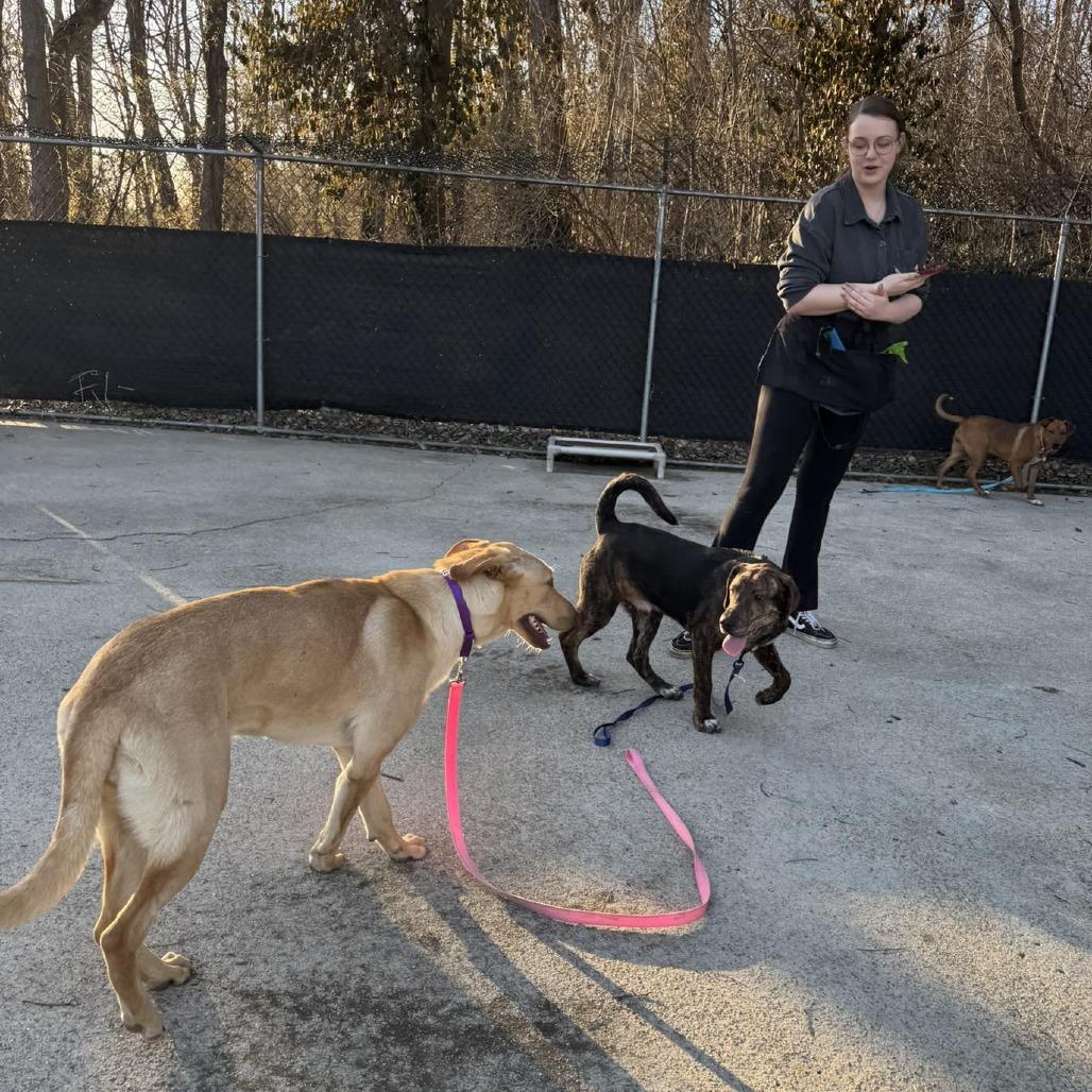 Enlarge Turtle, a Adoptable Mixed Breed in Edwardsville, IL image 5/6