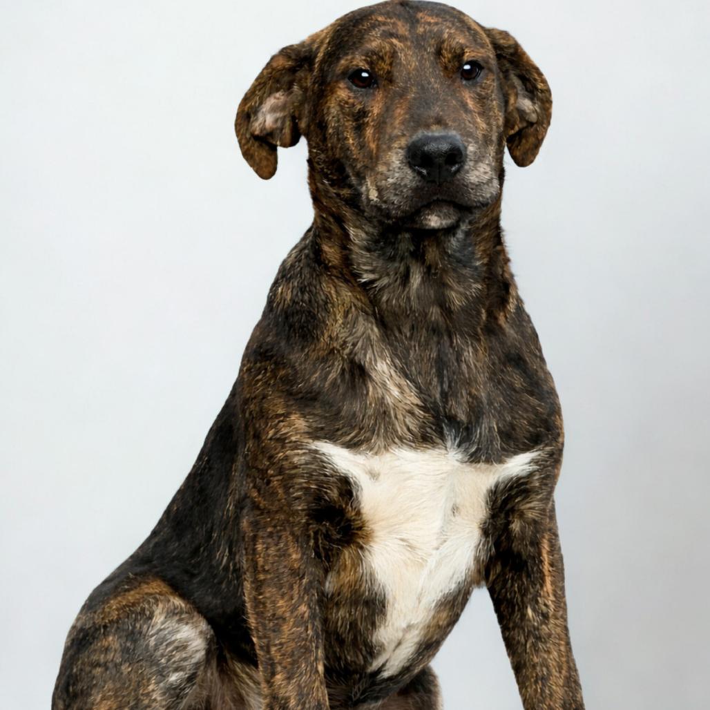 Enlarge Turtle, a Adoptable Mixed Breed in Edwardsville, IL image 6/6