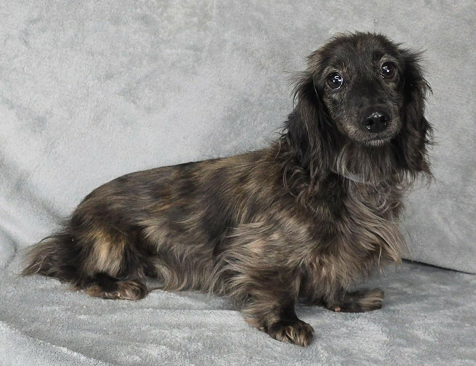 Gaeta, adopted, Young Female Dachshund (Long Haired) & Miniature Dachshund.
