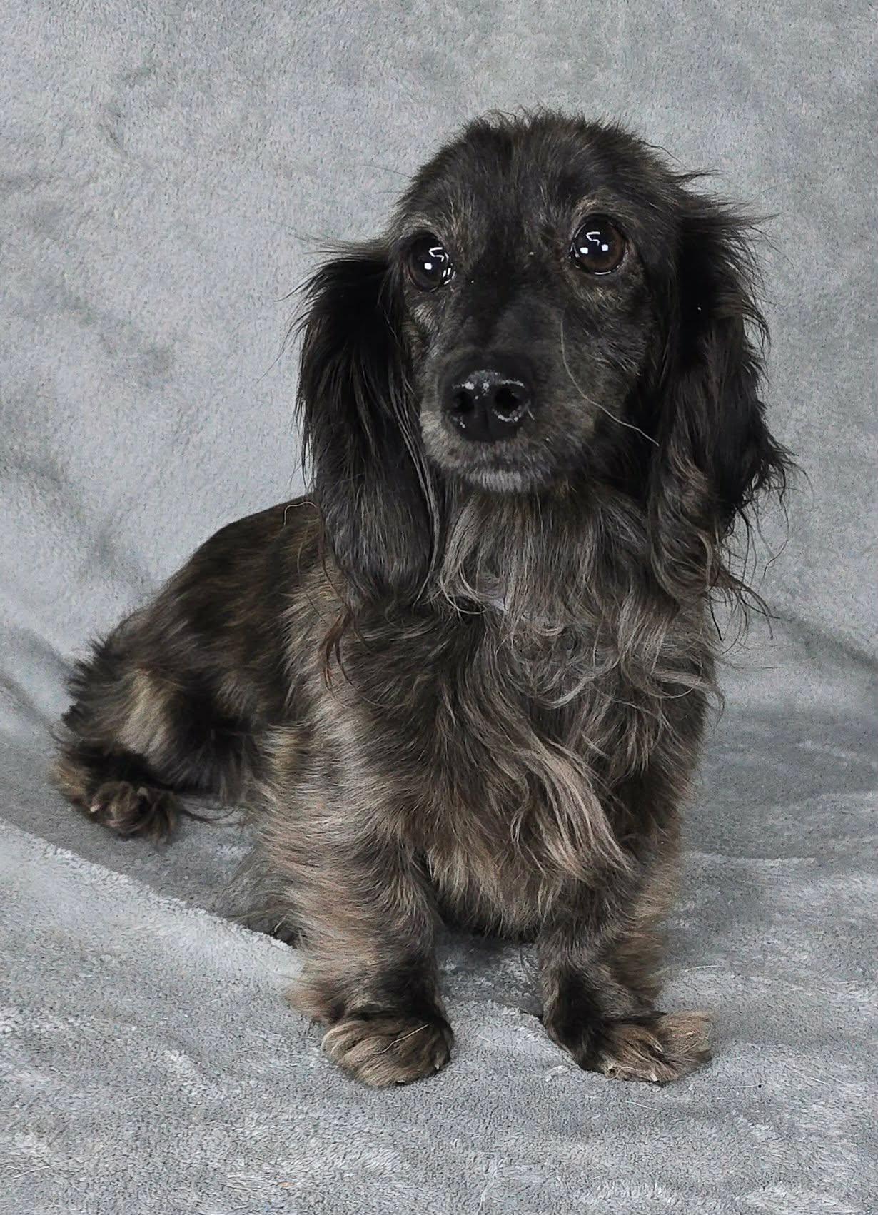 Gaeta, an adopted mixed breed in New York, NY image 2/3