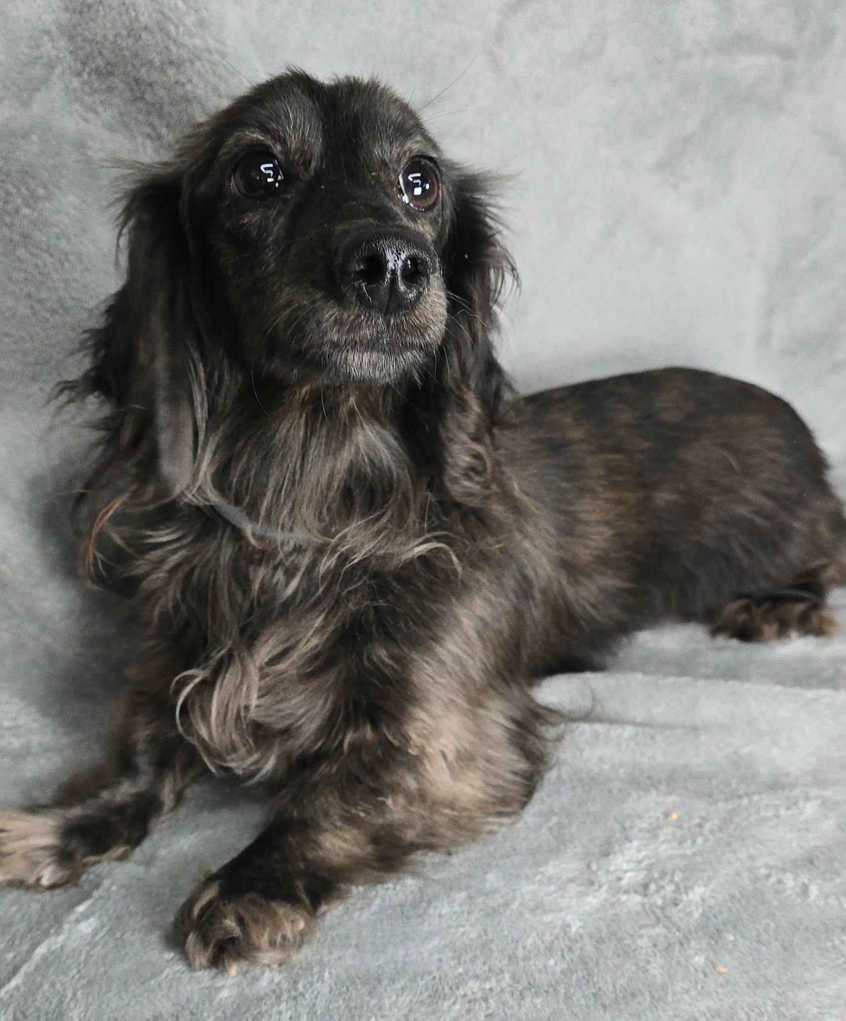 Gaeta, an adopted mixed breed in New York, NY image 3/3