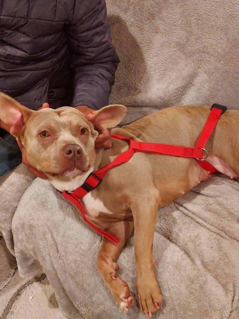 Paisley, Young Female Mixed Breed
