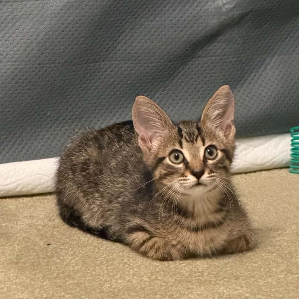 Qulin, Adoptable, Kitten Male Domestic Short Hair.