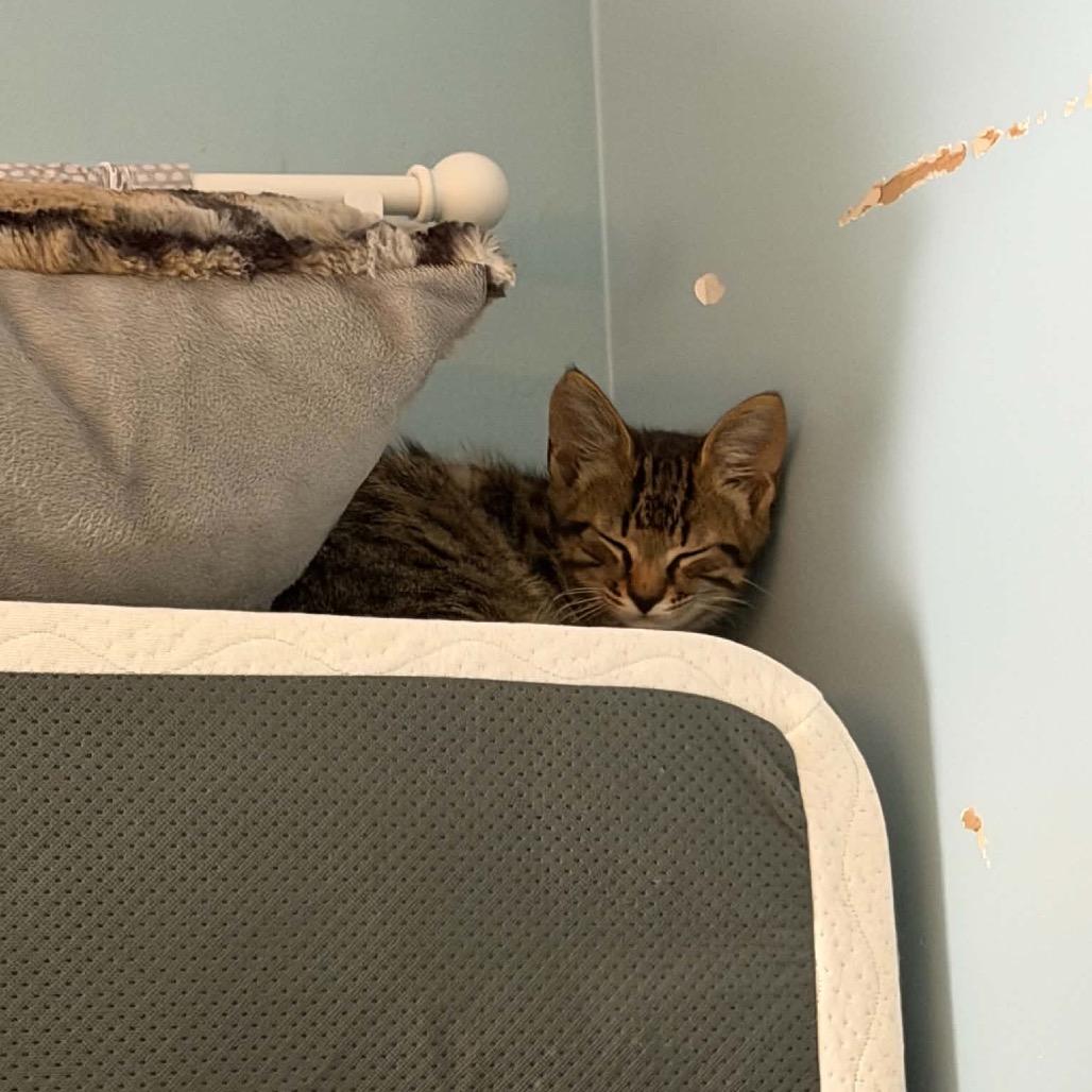 Enlarge Qulin, a Adoptable Domestic Short Hair in Brevard, NC image 2/4