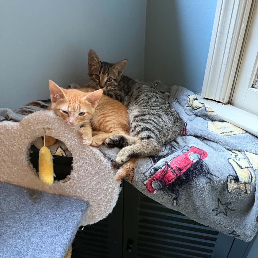 Enlarge Qulin, a Adoptable Domestic Short Hair in Brevard, NC image 3/4