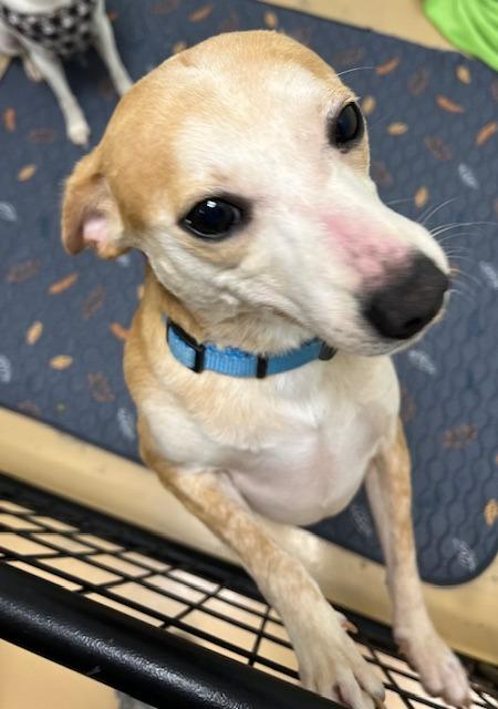 Sammie, Adoptable, Young Male Terrier.