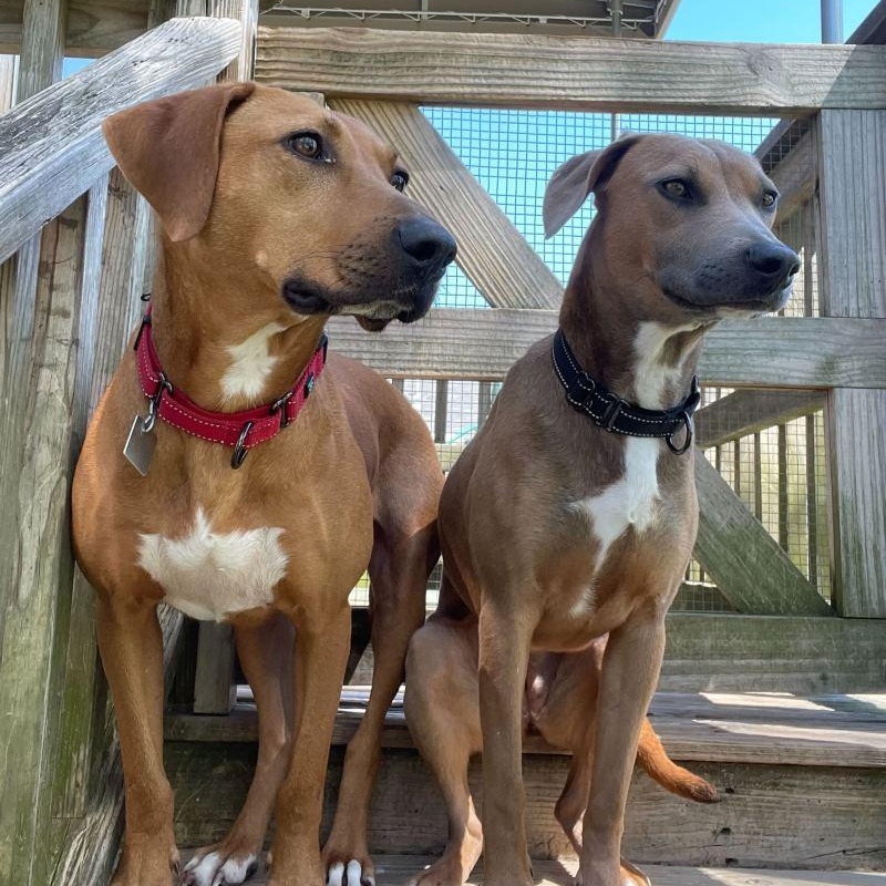 Enlarge Opal, a Adoptable mixed breed in New Bedford, MA image 1/5