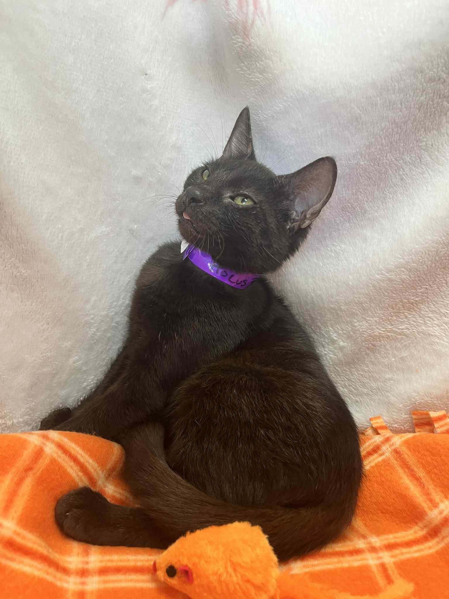 Enlarge Hocus Pocus, a Adoptable Domestic Short Hair in Tavares, FL image 3/3
