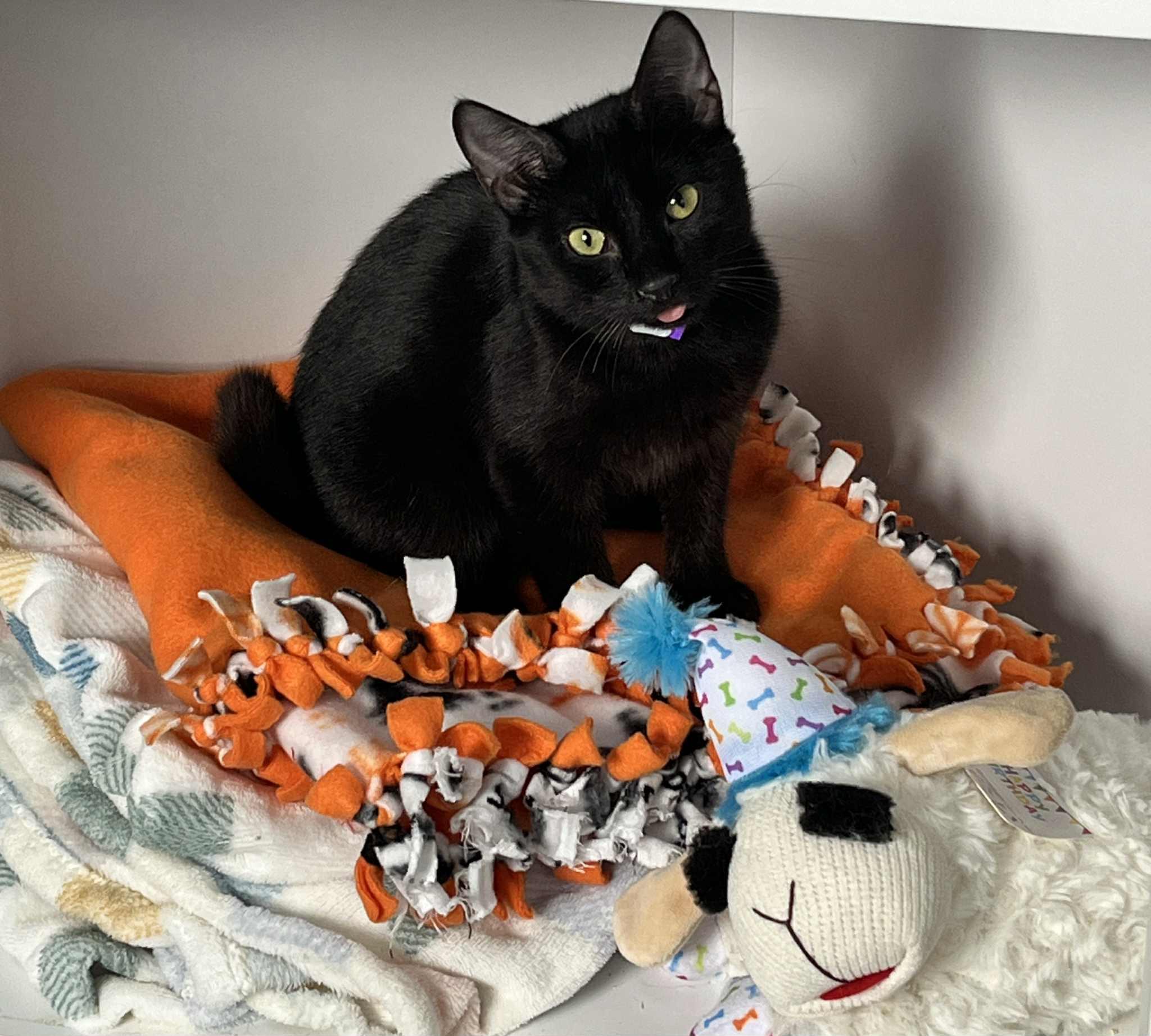 Enlarge Hocus Pocus, a Adoptable Domestic Short Hair in Tavares, FL image 1/3