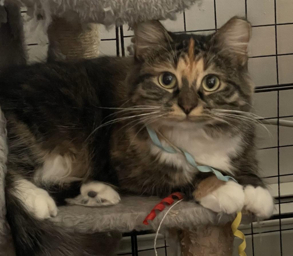 Enlarge Nina, a Adoptable mixed breed in St. Cloud, MN image 1/3