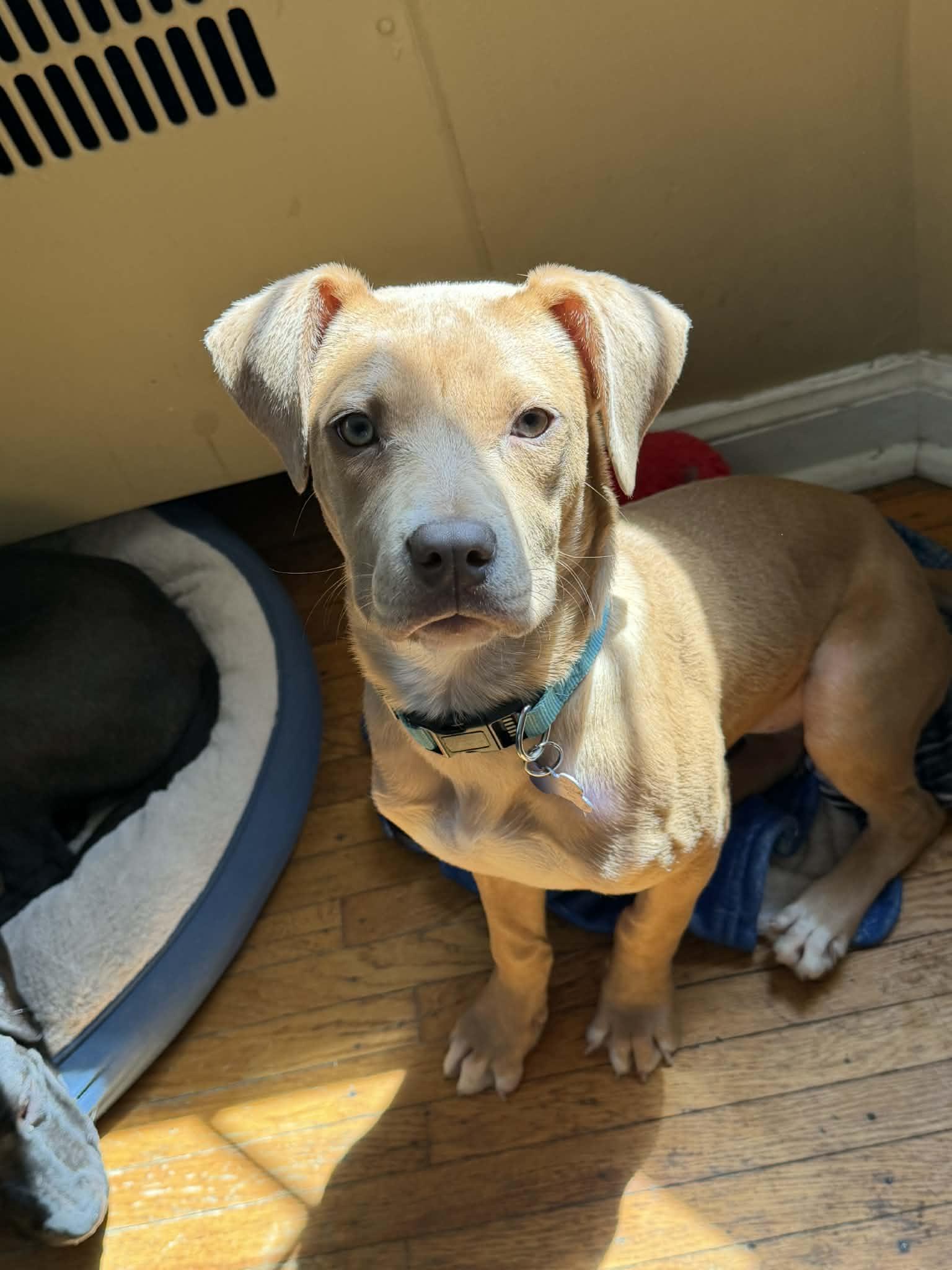 Enlarge Sweet Maddie, a ADOPTABLE mixed breed in Blue Bell, PA image 5/5