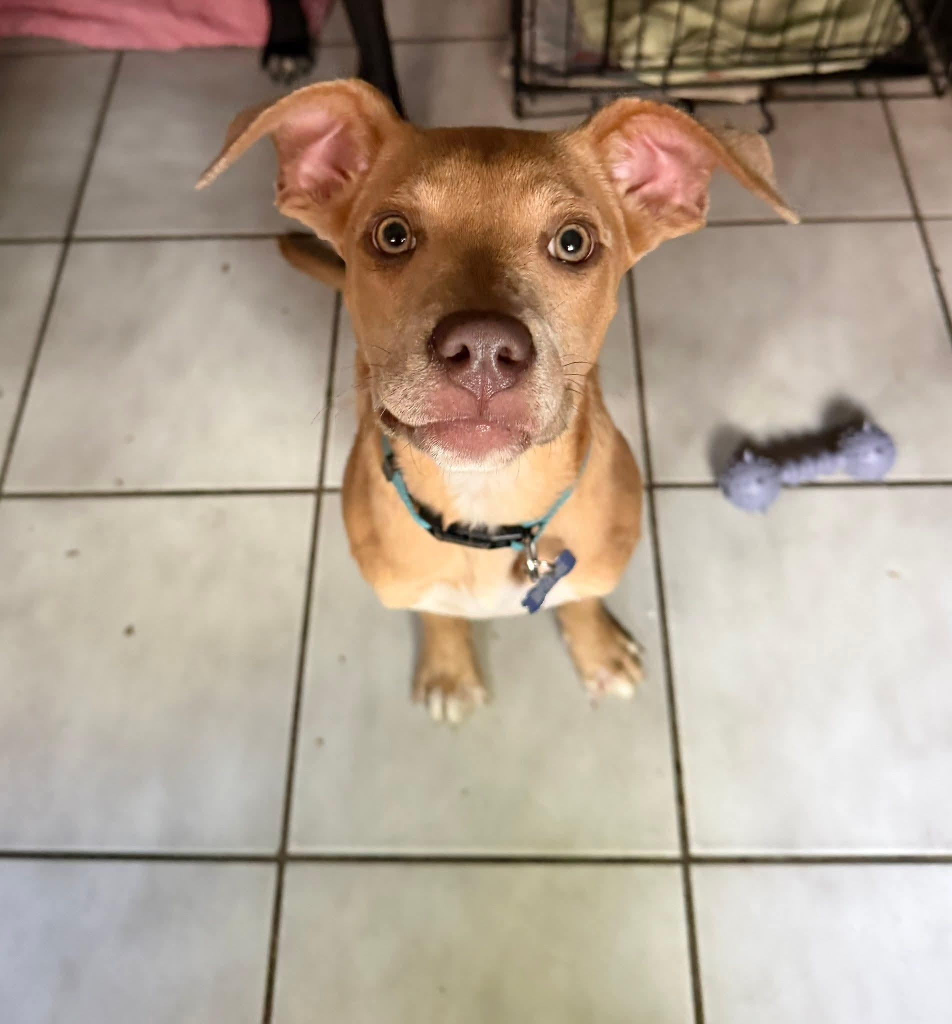 Enlarge Sweet Maddie, a ADOPTABLE mixed breed in Blue Bell, PA image 3/5