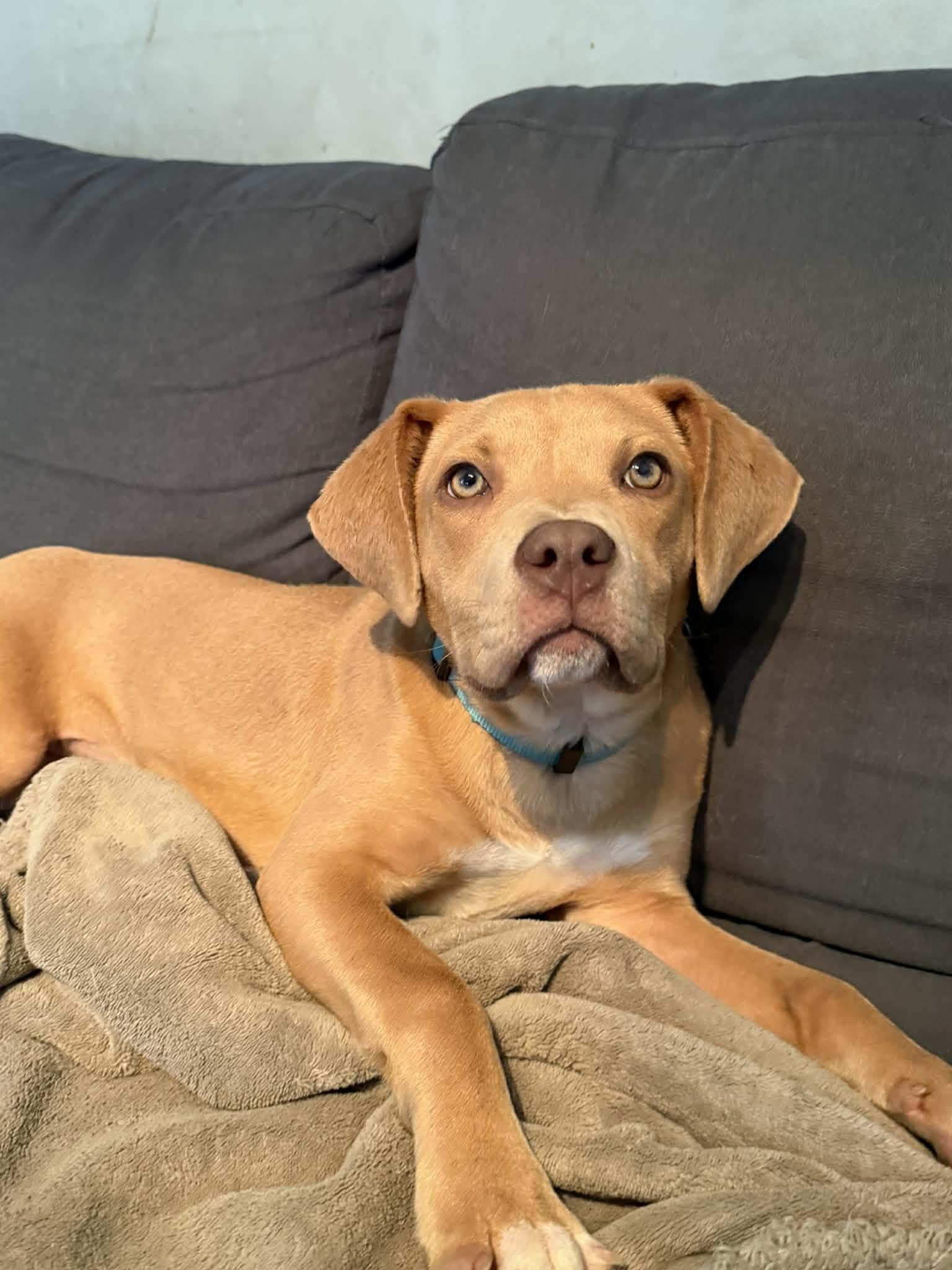Enlarge Sweet Maddie, a ADOPTABLE mixed breed in Blue Bell, PA image 4/5