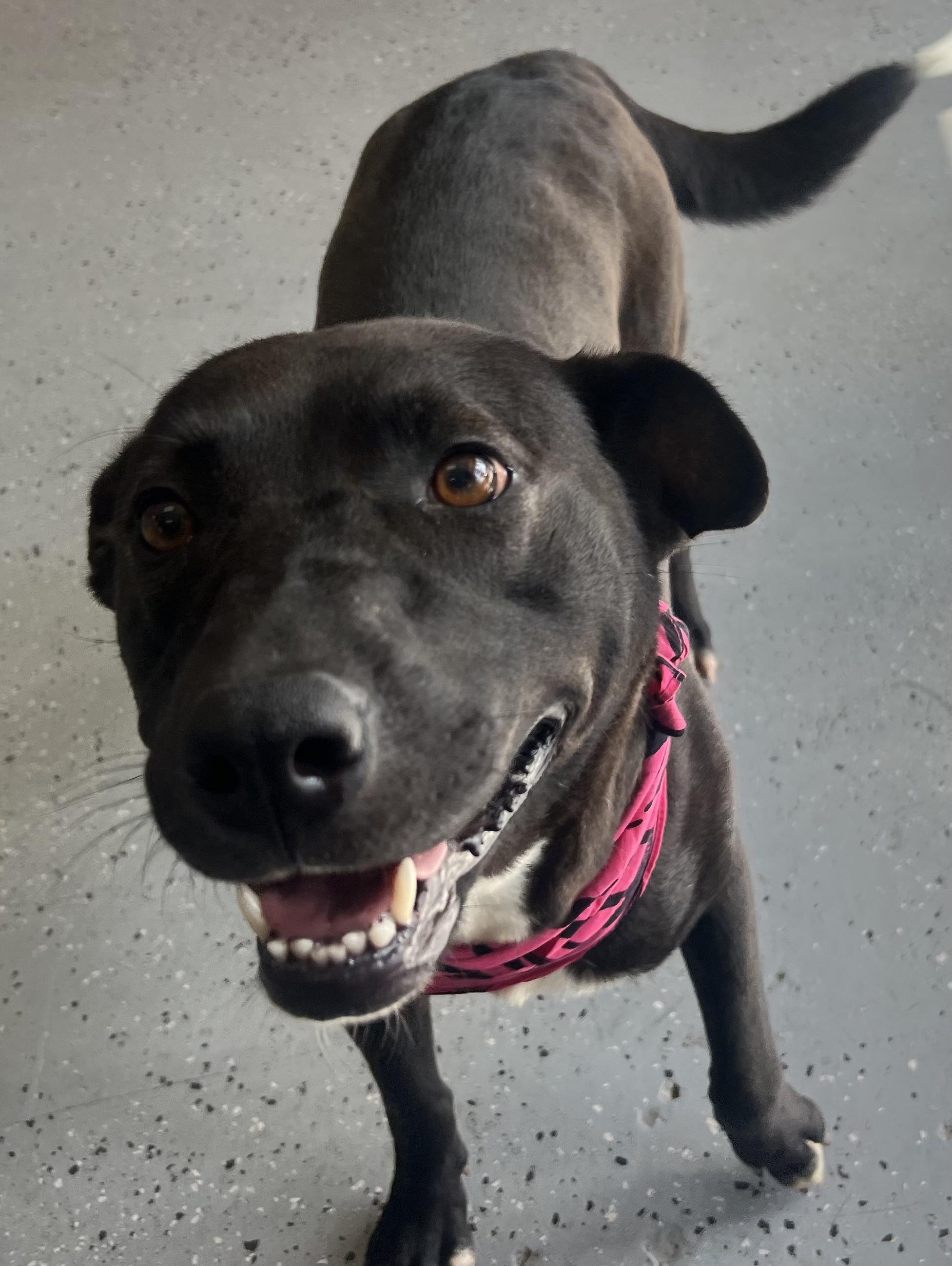 Beezer, a Adoptable mixed breed in Falls Church , VA image 3/4