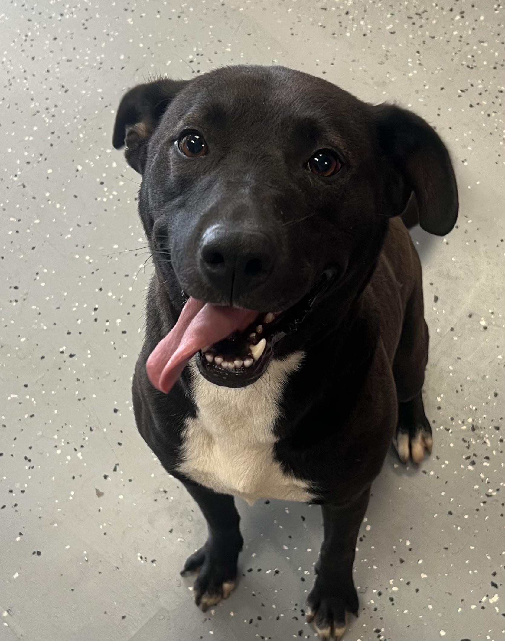 Beezer, a Adoptable mixed breed in Falls Church , VA image 1/4
