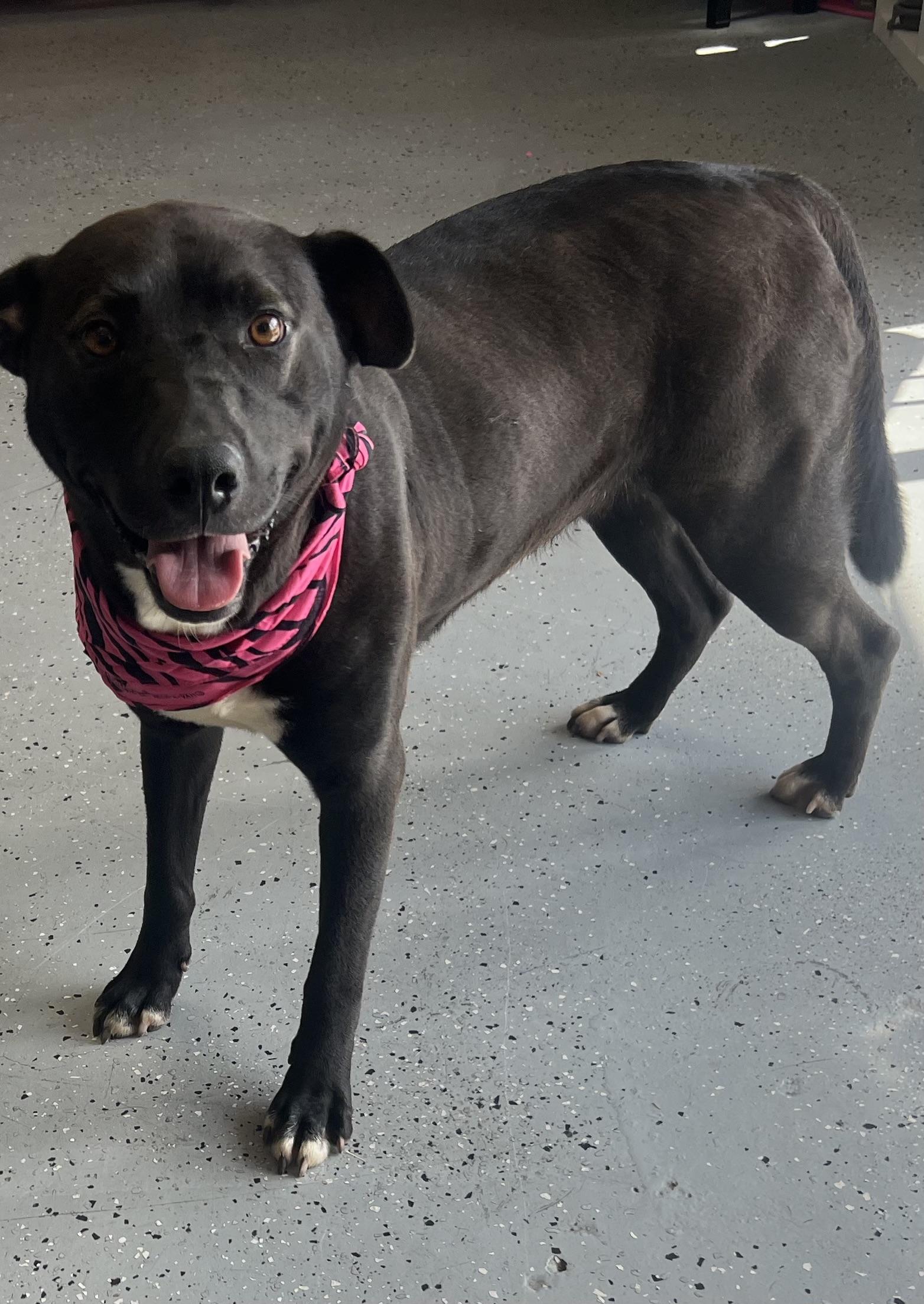 Beezer, a Adoptable mixed breed in Falls Church , VA image 2/4