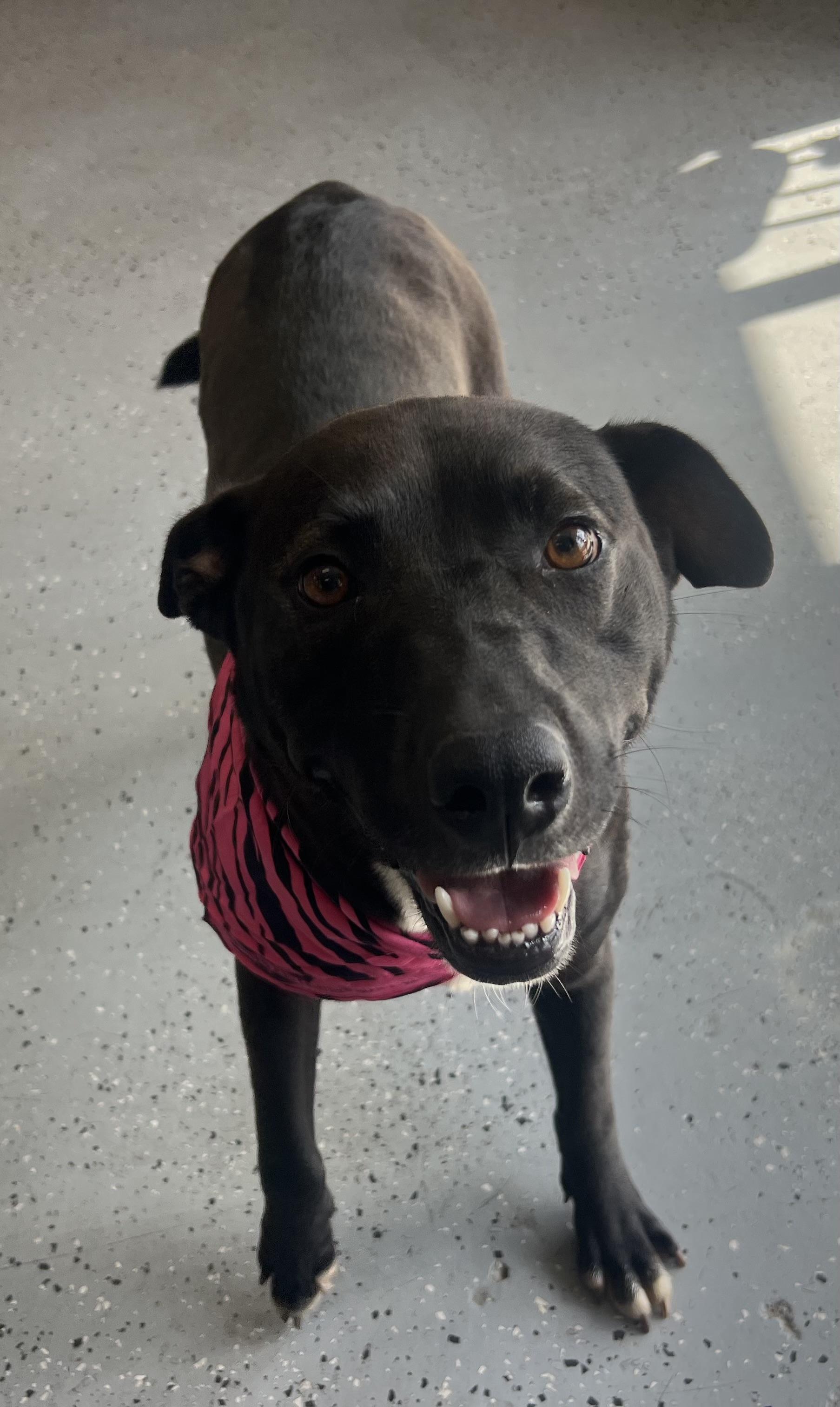 Beezer, a Adoptable mixed breed in Falls Church , VA image 4/4