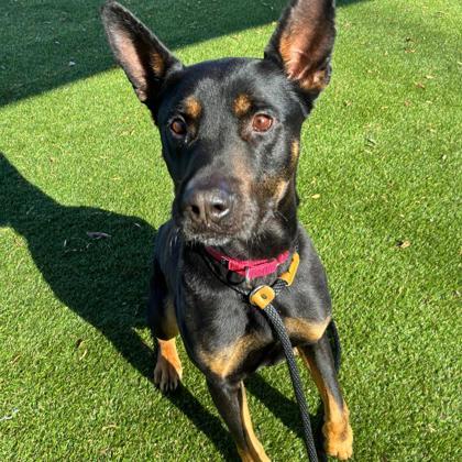 Enlarge Diesel, a Adoptable mixed breed in Gastonia, NC image 1/2
