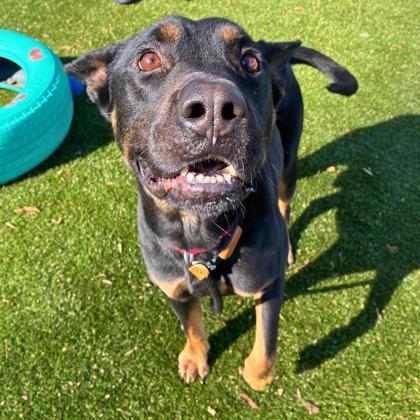 Enlarge Diesel, a Adoptable mixed breed in Gastonia, NC image 2/2