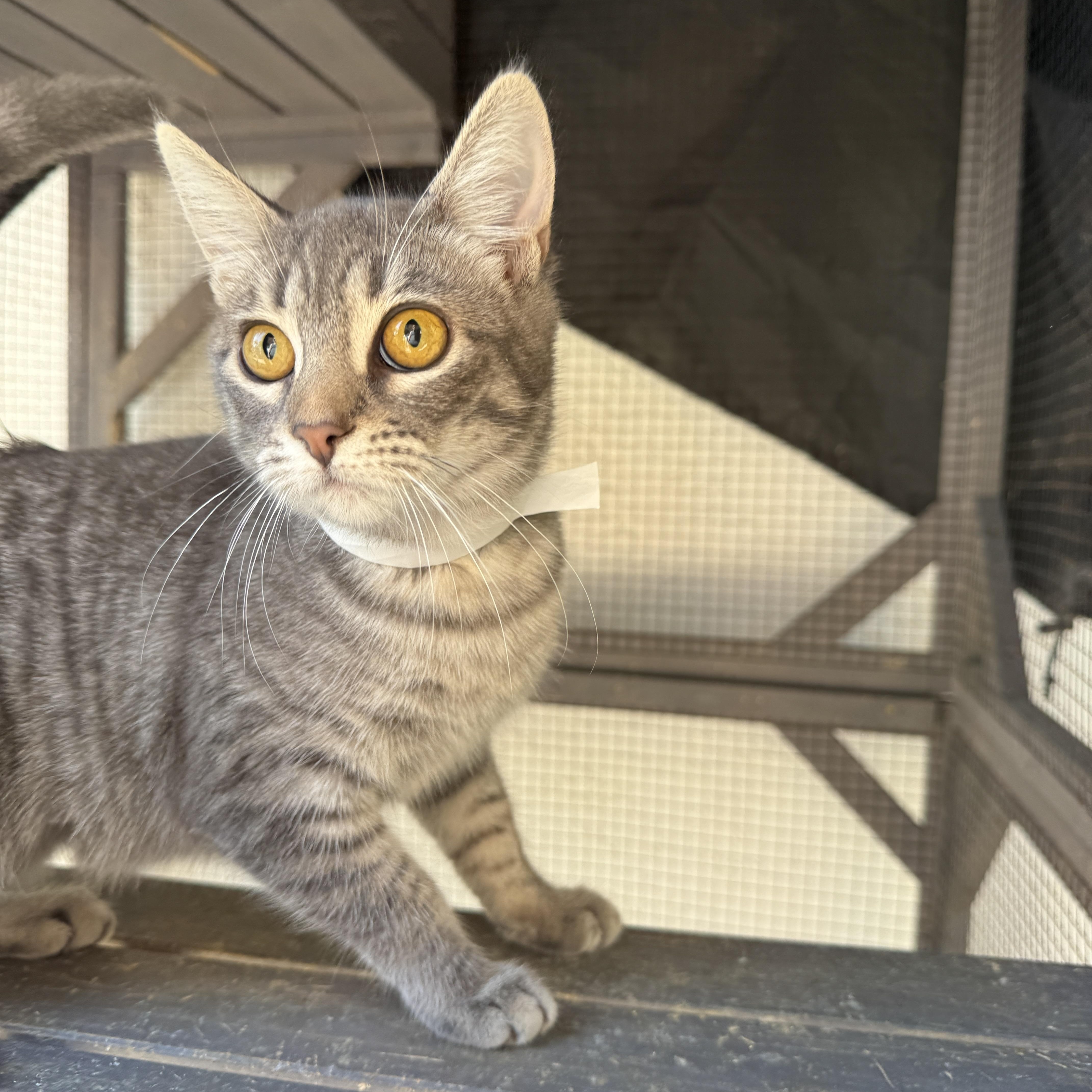 Enlarge Stella, an adopted Domestic Short Hair in Oceanside, CA image 3/5