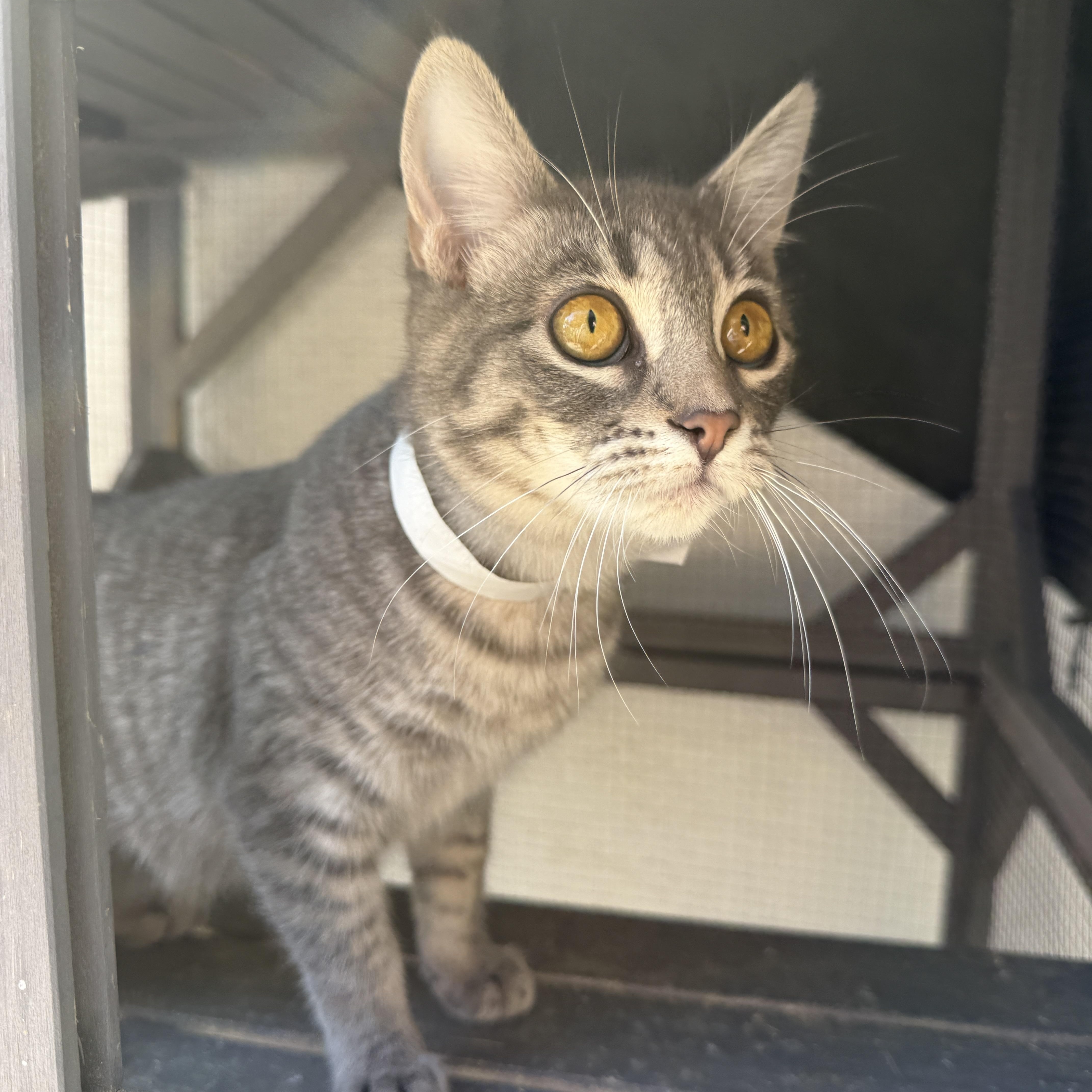 Enlarge Stella, an adopted Domestic Short Hair in Oceanside, CA image 2/5