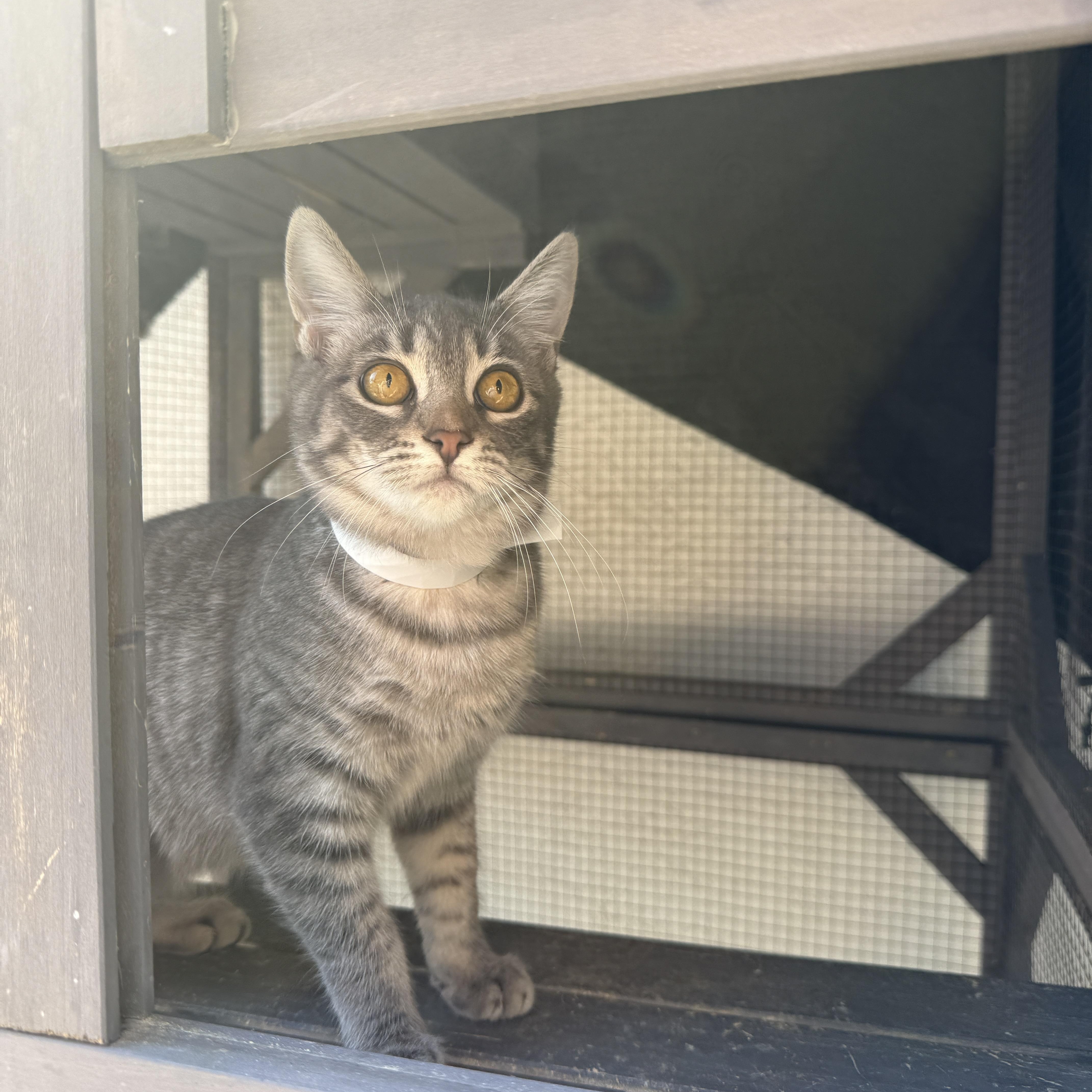 Enlarge Stella, an adopted Domestic Short Hair in Oceanside, CA image 4/5